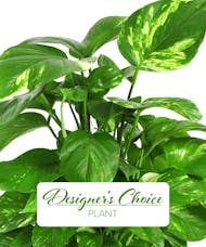 Designer's Choice - Green Plant