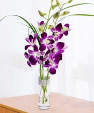 Best Value Orchids