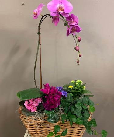 Garden Basket Orchid Plant Delivery Bosland S Flowers