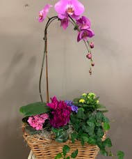 Garden Basket with an Orchid Plant