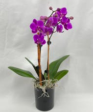 Desktop Mini Orchid