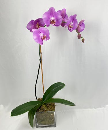 Exotic Orchid Plant
