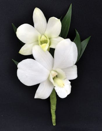 Dendrobium White Orchid